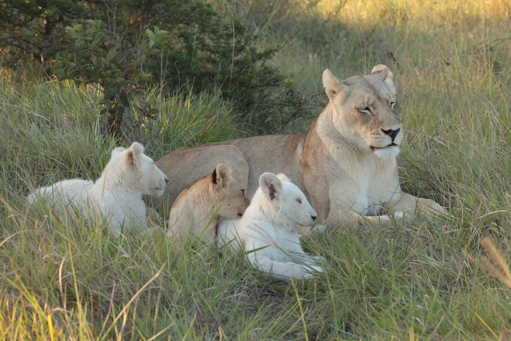 Inkwenkwezi Private Game Reserve Chintsa Eksteriør billede